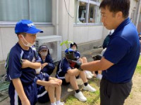 この苗は？